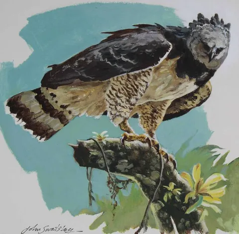 Harpy Eagle by John Swatsley, Oil on Illustration Board, sold Aug 2021