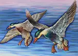 Ivan Kozlov, Crested Shelducks in Flight