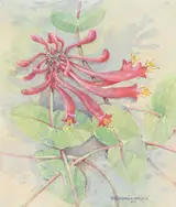 Gordon Beningfield, Trumpet Honeysuckle