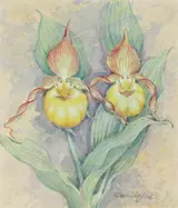 Gordon Beningfield, Lady's Slipper