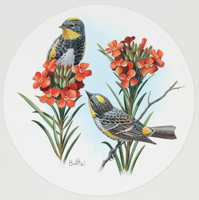 Audubon's Warbler by Don Balke, Watercolor on Illustration Board, sold Sep 2021