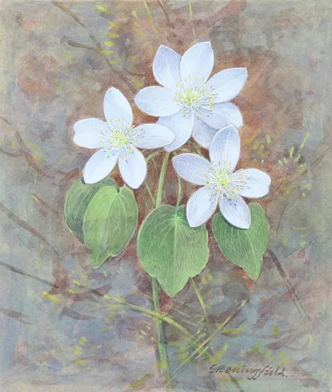 Rue Anemone by Gordon Beningfield, watercolor/gouache, sold Sep 2021