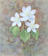 Gordon Beningfield, Rue Anemone