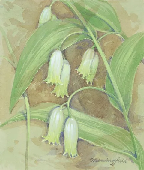 Smooth Solomon's Seal by Gordon Beningfield, watercolor/gouache on Illustration Board, sold Sep 2021