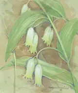 Gordon Beningfield, Smooth Solomon's Seal