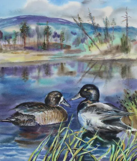 Ivan Kozlov, Greater Scaup, Watercolor on Paper