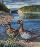 Ivan Kozlov, Garganey