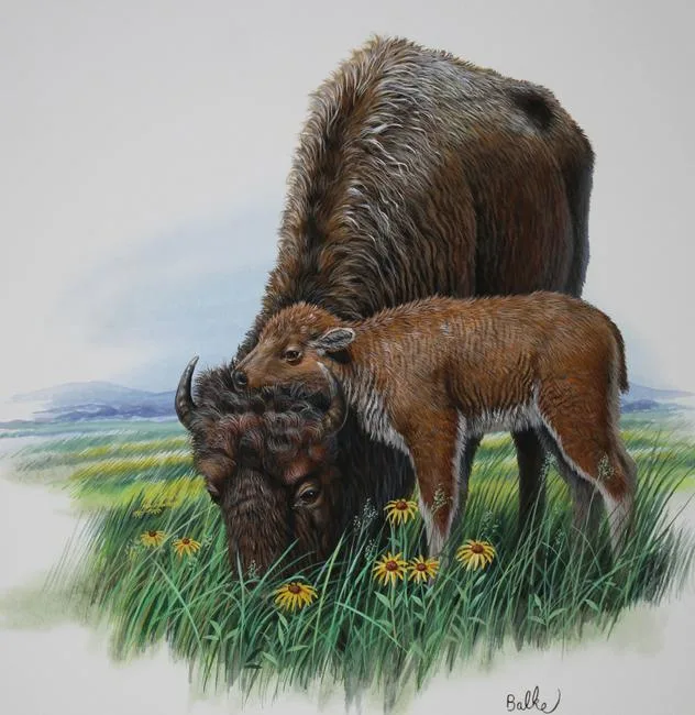 American Bison by Don Balke, Watercolor on Illustration Board, sold Sep 2021