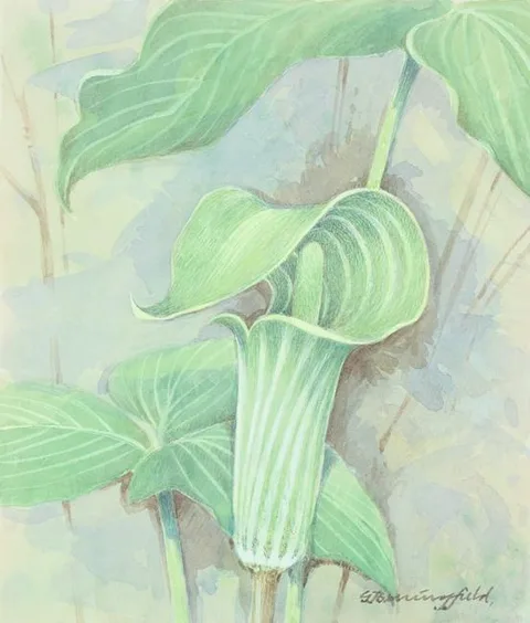 Jack-in-the-Pulpit by Gordon Beningfield, watercolor/gouache on Illustration Board, sold Sep 2021