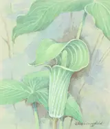 Gordon Beningfield, Jack-in-the-Pulpit