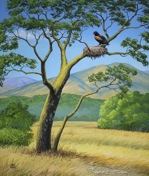 Chuck Ripper, Lesotho Birds - Bird in Nest in Tree, Gouache/Watercolor on Masonite