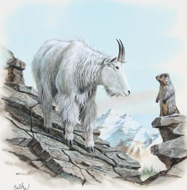 Mountain Goat by Don Balke, Watercolor on Illustration Board, sold Nov 2021