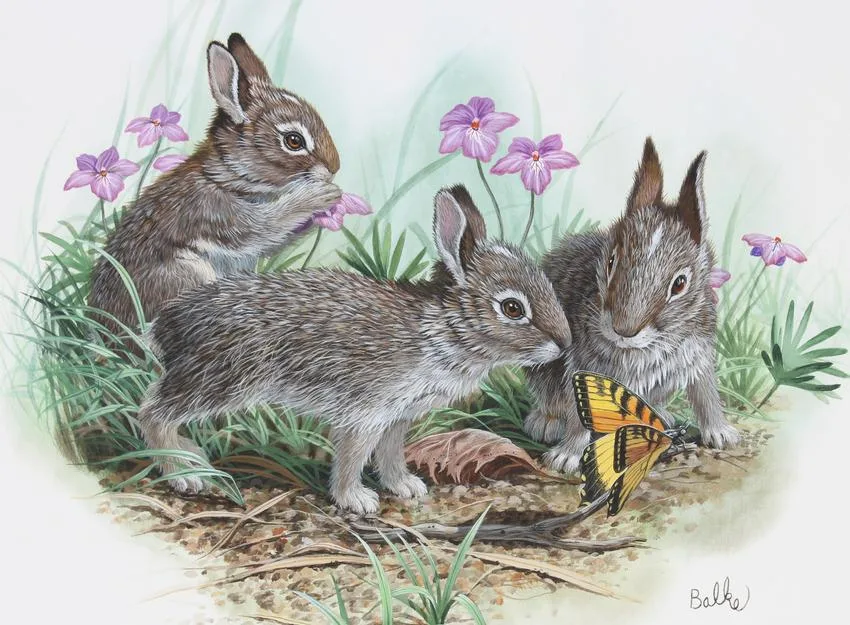Cottontail Bunnies by Don Balke, Watercolor on Illustration Board, sold Nov 2021