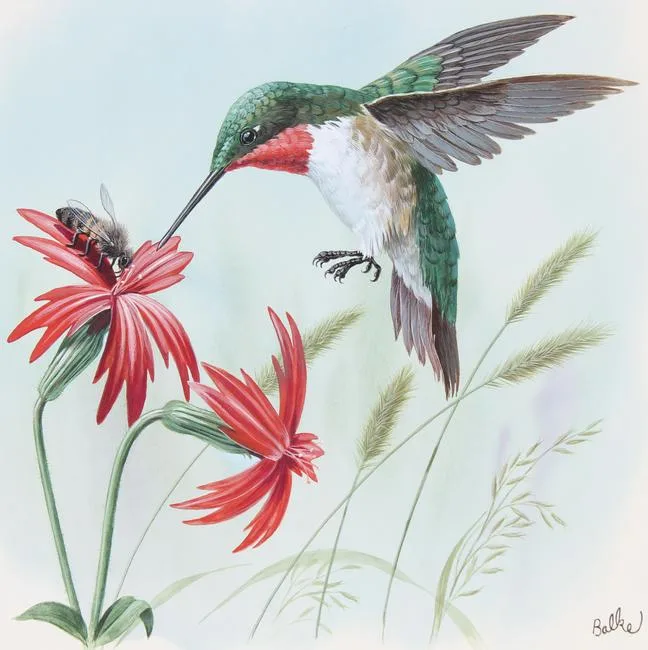 Hummingbird by Don Balke, Watercolor on Illustration Board, sold Nov 2021