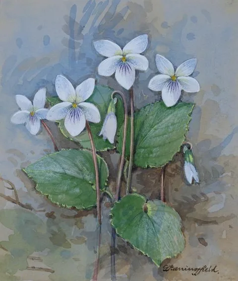 Sweet White Violet by Gordon Beningfield, Watercolor on Paper, sold Nov 2021