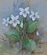 Gordon Beningfield, Sweet White Violet