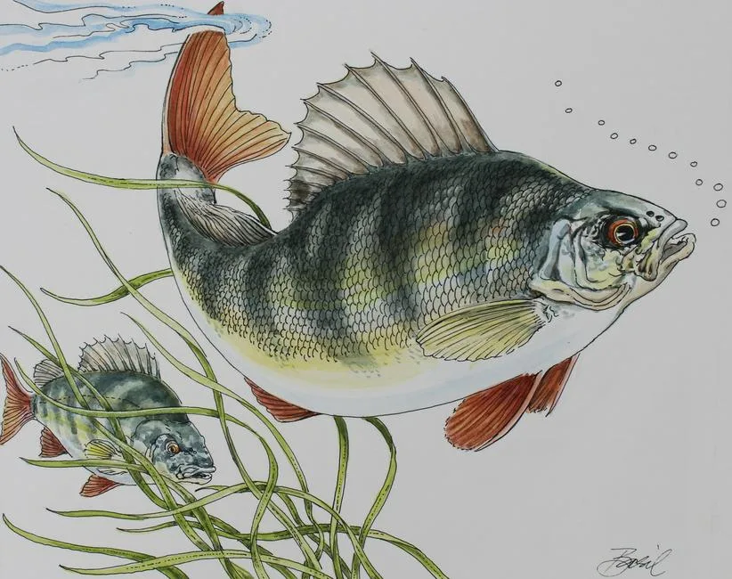 European Perch by Basil Smith, watercolor on Hot Press Illustration Board, offered Nov 2021