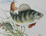 Basil Smith, European Perch