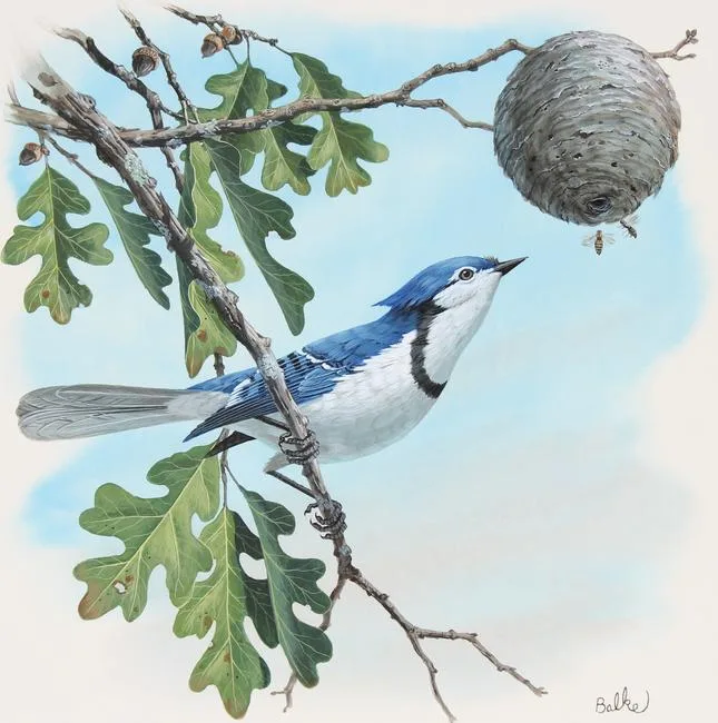 Blue Jay by Don Balke, Watercolor on Illustration Board, sold Jan 2022