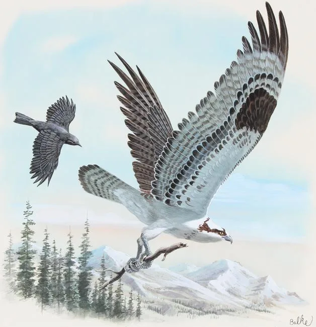 Osprey by Don Balke, Watercolor on Illustration Board, sold Jan 2022