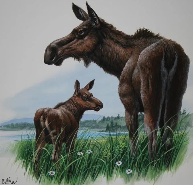 Moose by Don Balke, Watercolor on Paper, sold Jan 2022