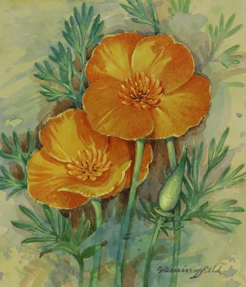 Gordon Beningfield, California Poppy, Watercolor on Paper