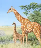 Two Giraffes, Helmuth Stone Gallery 2022