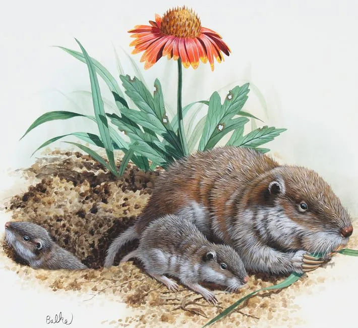 Southeastern Pocket Gopher by Don Balke, Watercolor on Illustration Board, sold Feb 2022