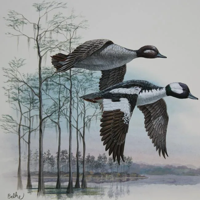 Bufflehead by Don Balke, Watercolor on Illustration Board, sold Feb 2022