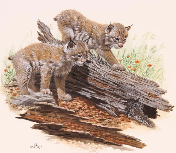 Canada Lynx by Don Balke, Watercolor on Illustration Board, sold Feb 2022