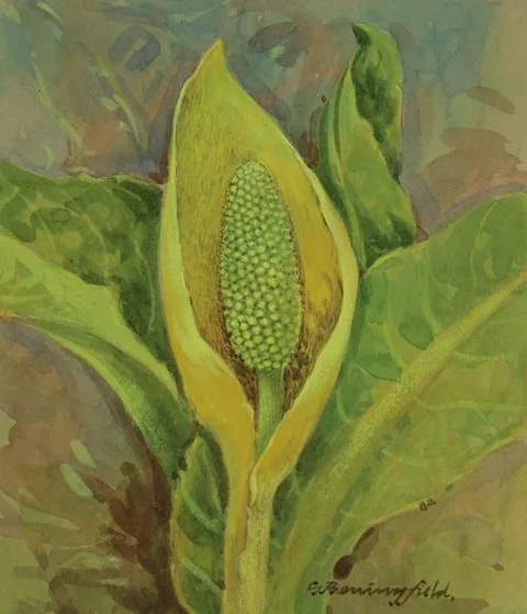 Gordon Beningfield, Yellow Skunk Cabbage, Watercolor on Illustration Board
