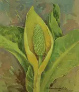 Yellow Skunk Cabbage, Helmuth Stone Gallery 2022