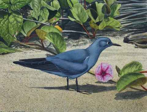 H. Douglas Pratt, Blue-gray Noddy, Oil on Water Color Paper