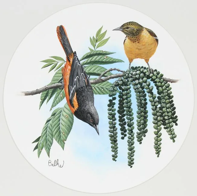 Baltimore Oriole by Don Balke, Watercolor on Illustration Board, sold Apr 2022