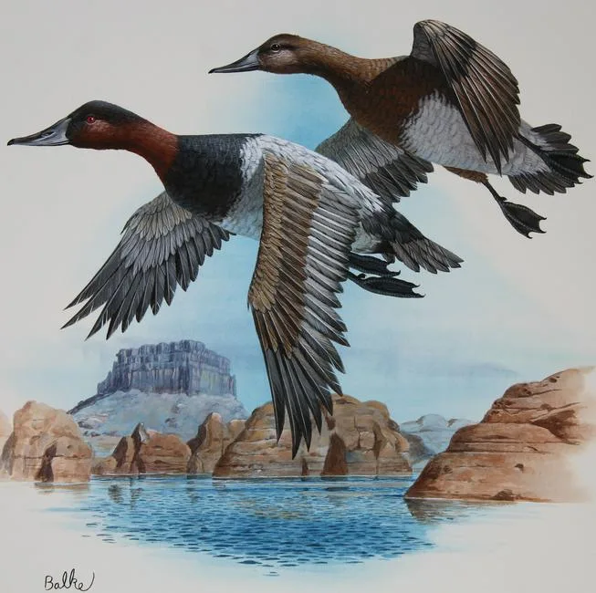 Canvasback Duck by Don Balke, Watercolor on Illustration Board, sold Apr 2022