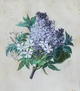 Pierre-Joseph Redouté, Untitled