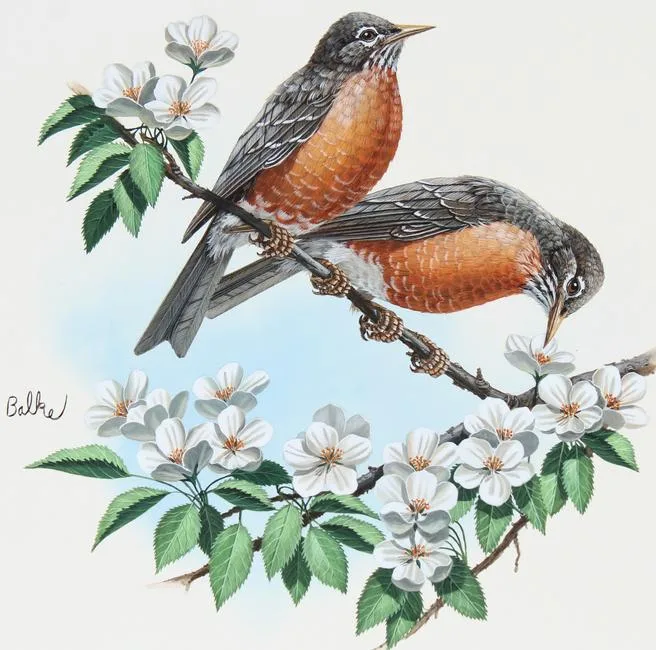 American Robin by Don Balke, Watercolor on Illustration Board, sold Jun 2022