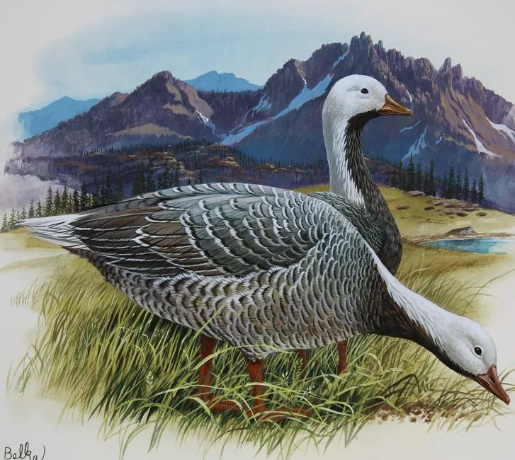 Emperor Goose by Don Balke, Watercolor on Illustration Board, sold Jun 2022