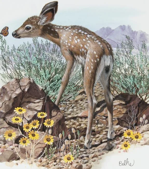 Young Mule Deer by Don Balke, Watercolor on Illustration Board, sold Jun 2022