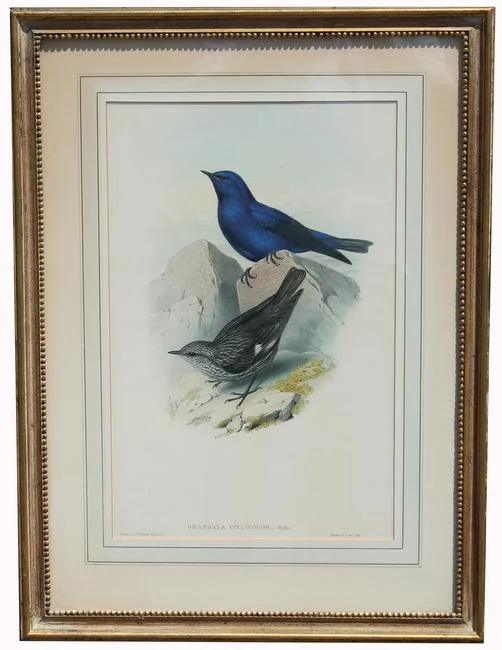 Untitled by John Gould, Lithograph, sold Jun 2022