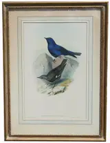 John Gould, Untitled