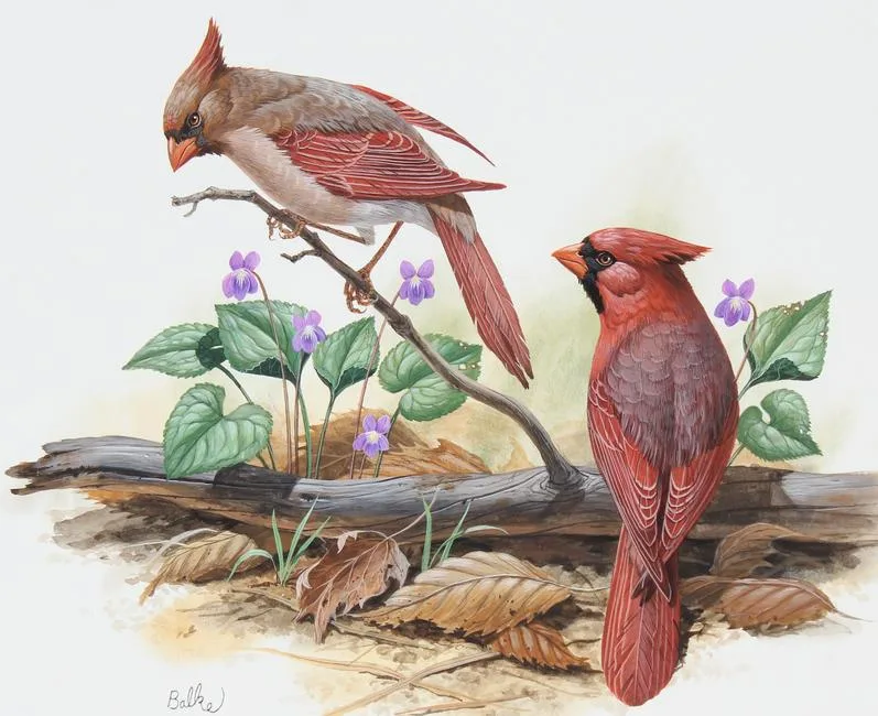 Cardinal and Violet by Don Balke, Watercolor on Illustration Board, sold Aug 2022