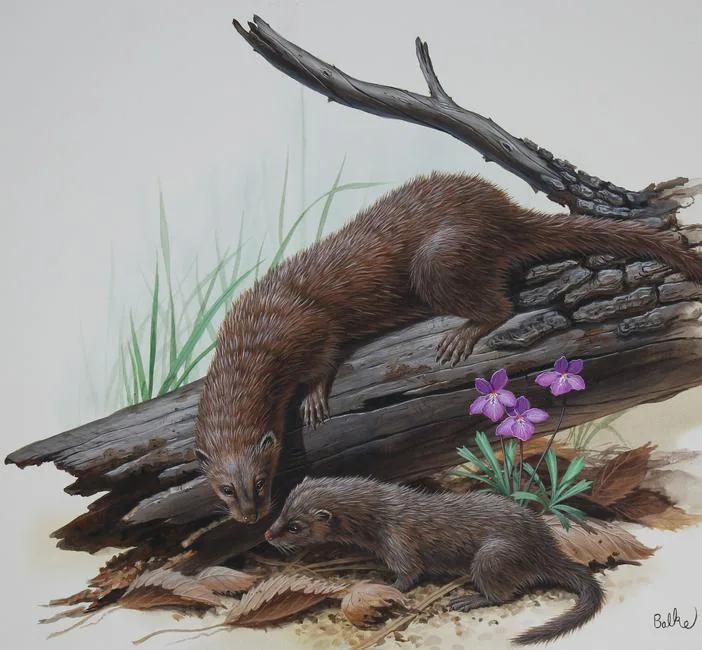 American Mink by Don Balke, Watercolor on Illustration Board, sold Aug 2022