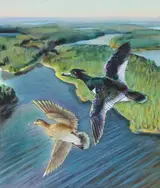 Tufted Duck, Helmuth Stone Gallery 2022