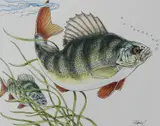 European Perch, Helmuth Stone Gallery 2022