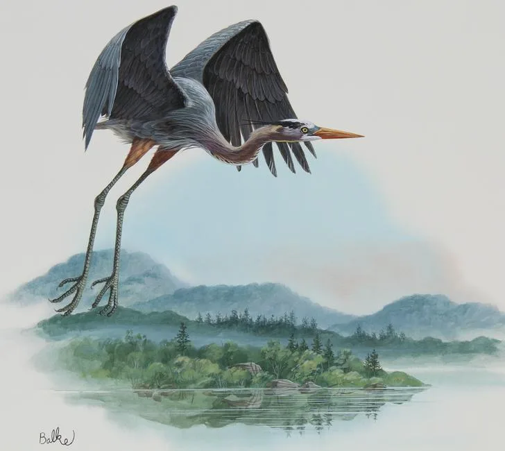 Great Blue Heron by Don Balke, Watercolor on Illustration Board, sold Oct 2022
