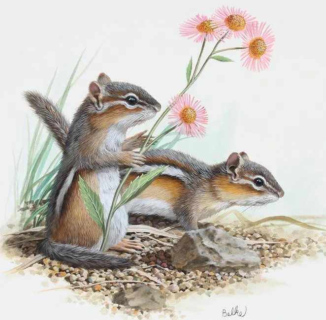 Don Balke, Eastern Chipmunk, Watercolor on Illustration Board