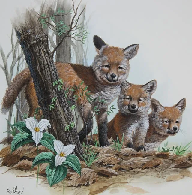 Red Fox by Don Balke, Watercolor on Illustration Board, sold Oct 2022