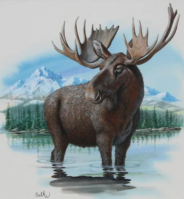 Moose by Don Balke, Watercolor on Paper, sold Feb 2023