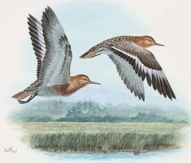 Sanderling by Don Balke, Watercolor on Illustration Board, sold Feb 2023